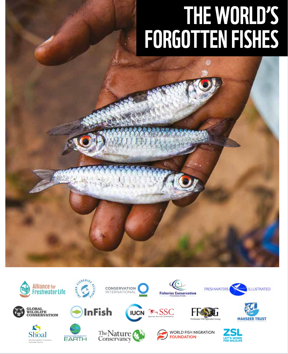 One-third of freshwater fish face extinction and other freshwater fish  facts, Stories
